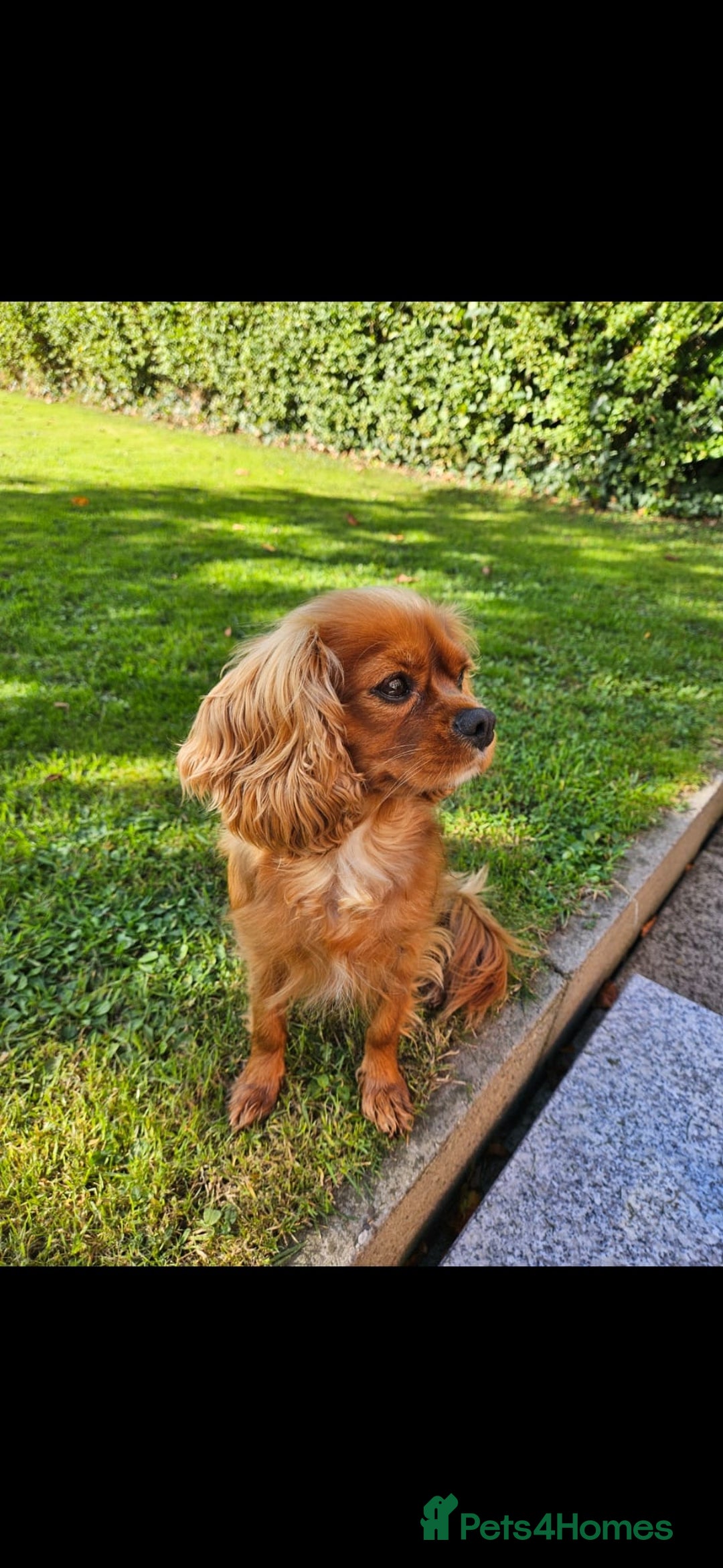 Cavalier King Charles Spaniel dogs for sale: Elsie 3 years old  - Image 2