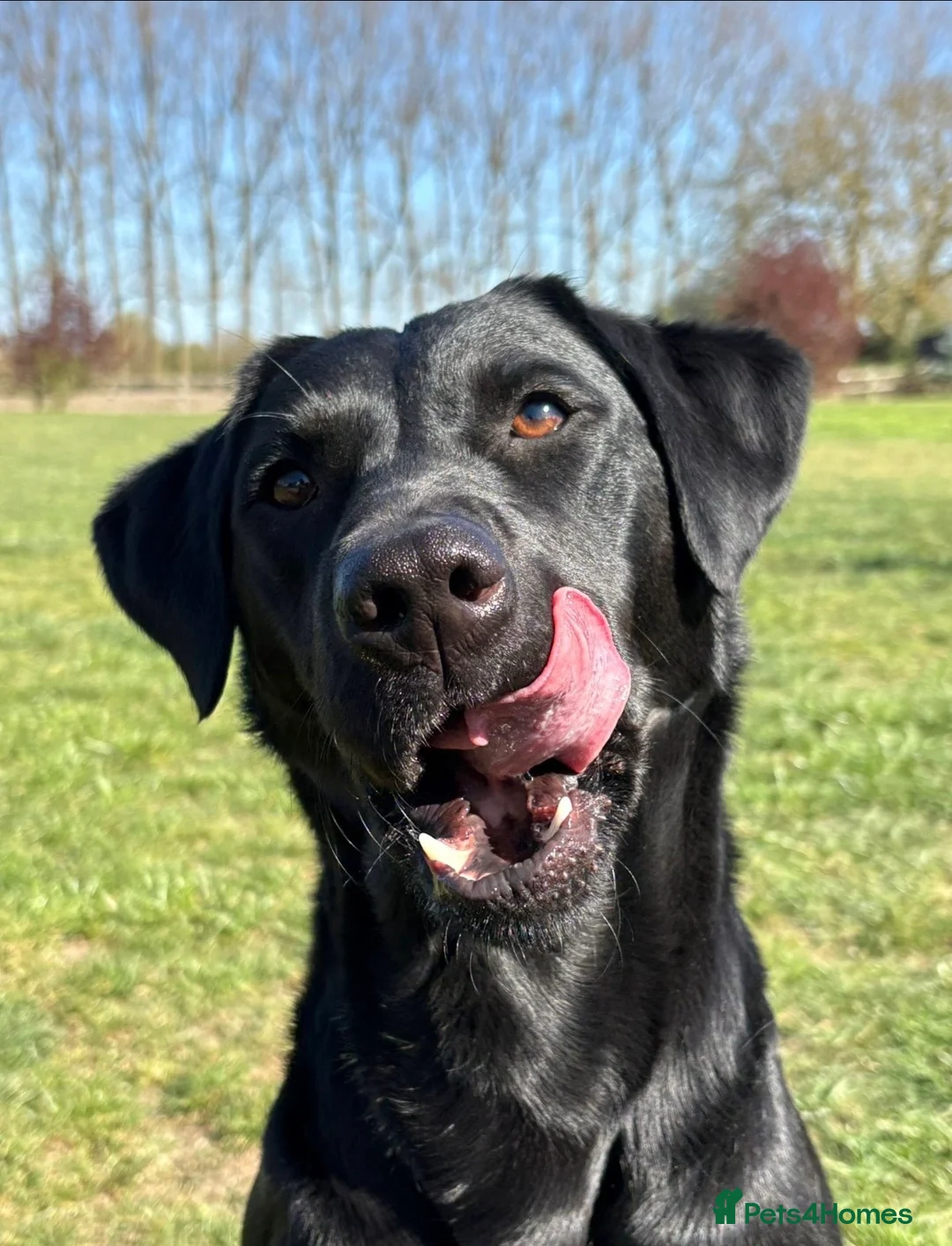 Labrador Retriever dogs for sale: KC Registered Labrador Retriever Puppies - Advert 2