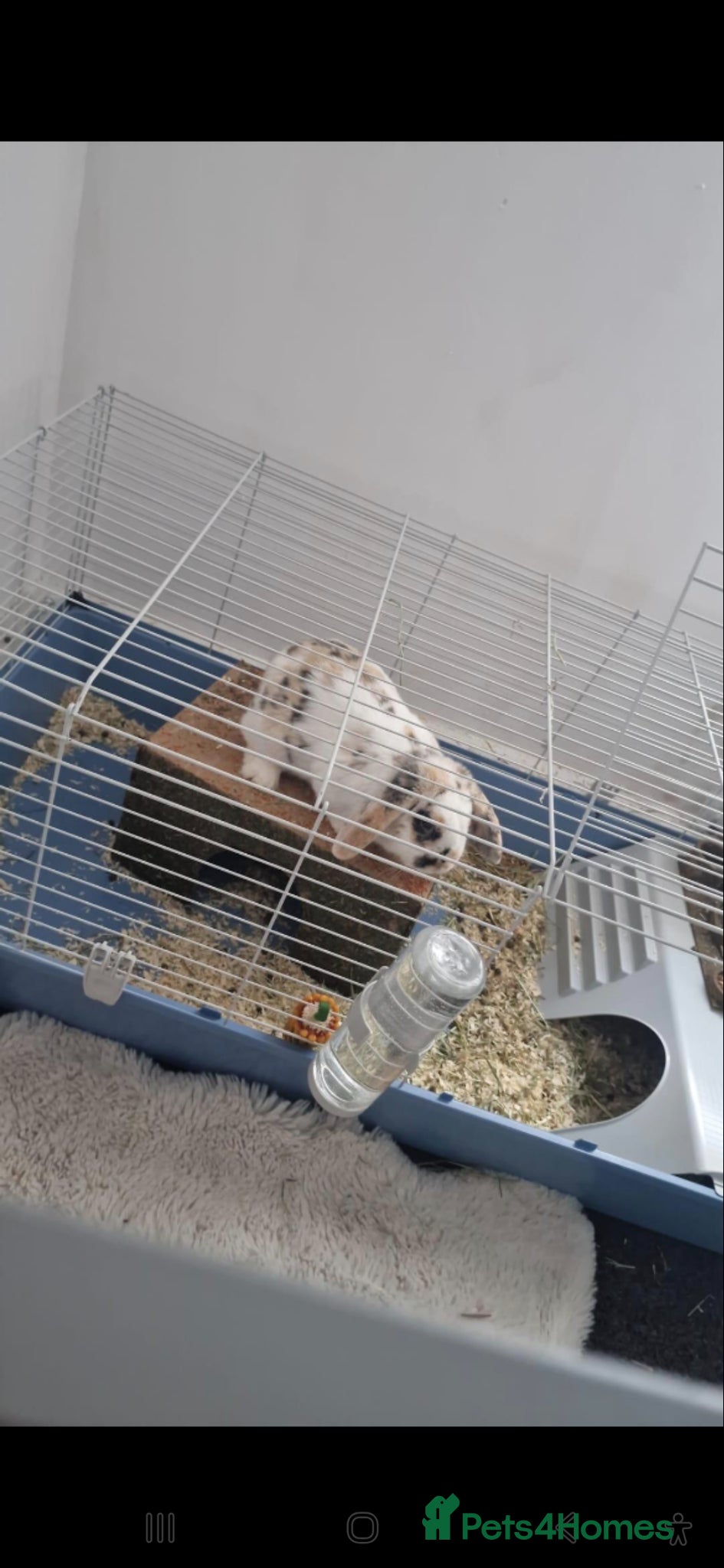 Mini Lop rabbits Oliver Twist - Advert 1