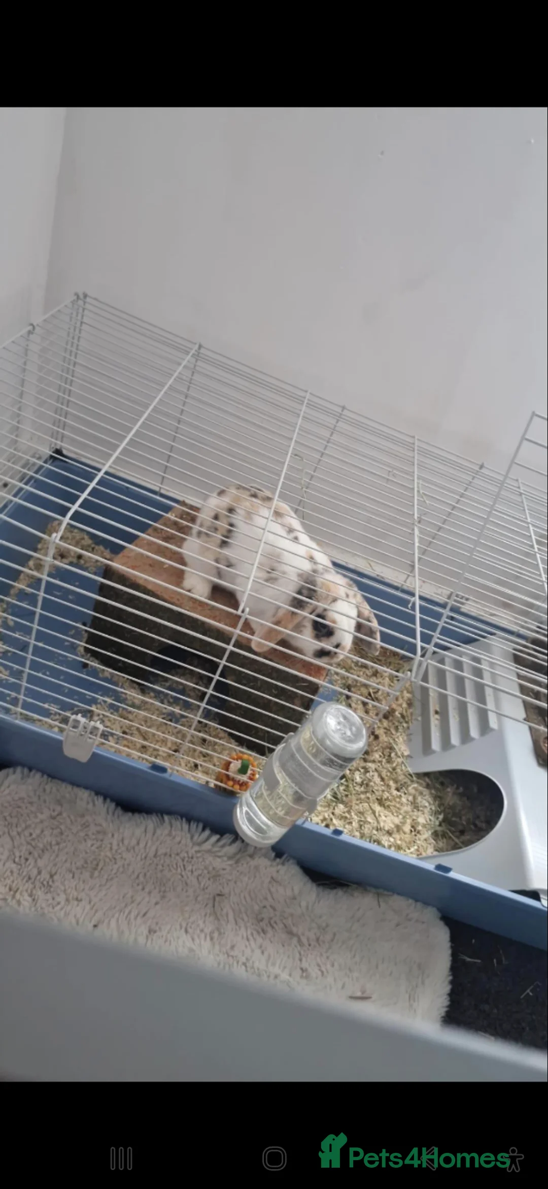 Mini Lop rabbits for sale: Oliver Twist in London - Advert 1