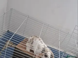 Mini Lop rabbits Oliver Twist - Advert 1