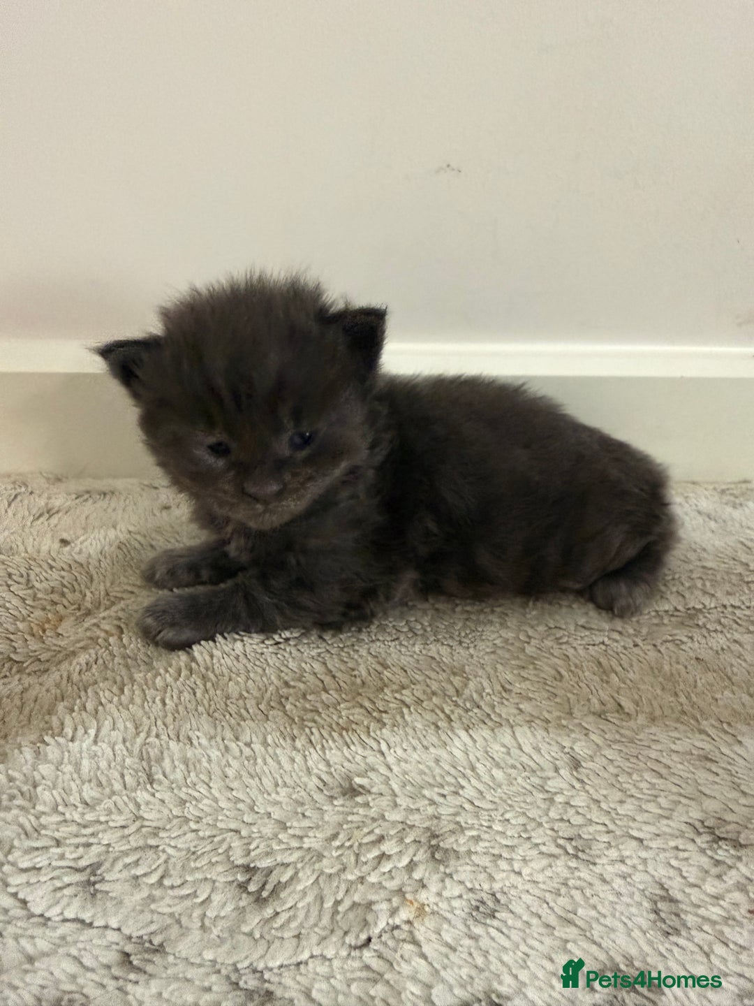 Maine Coon cats for sale: Maine coon kittens full breed xl dad blue/smoked  - Advert 7