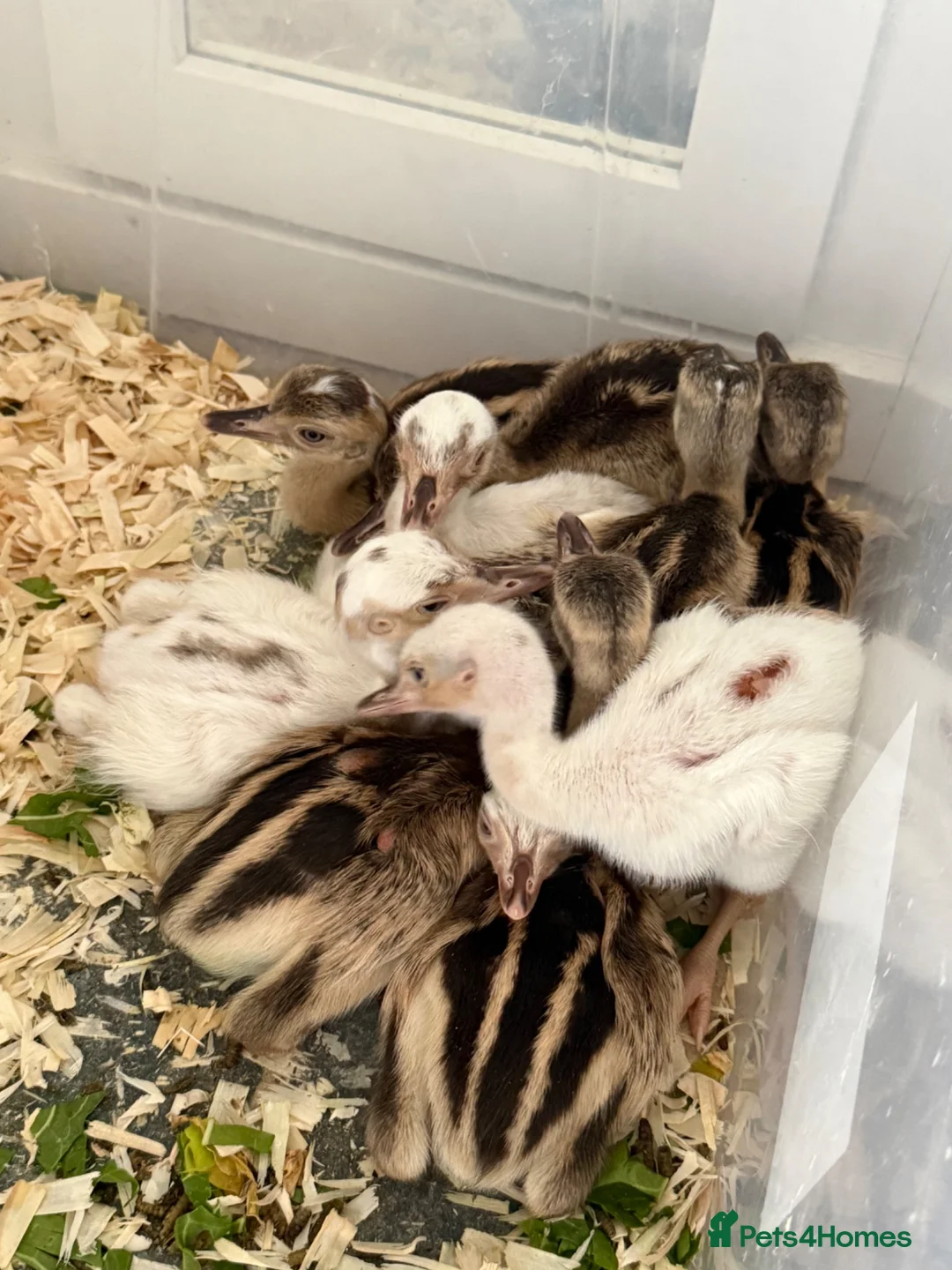 Emus poultry for sale: White & Grey Rhea Bird Chicks - Advert 2