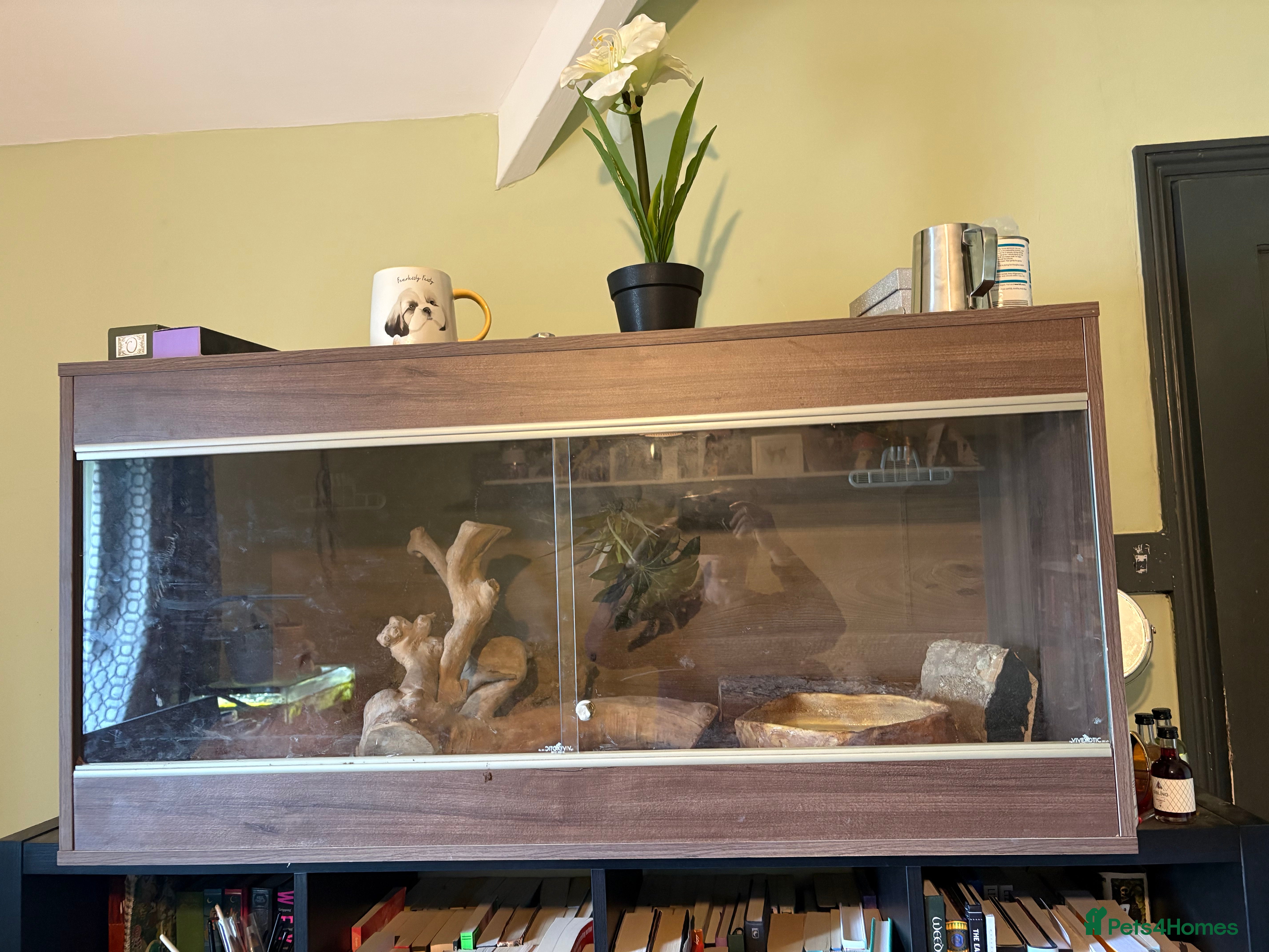 Corn Snake reptiles Corn snake for sale  in Wotton-under-Edge - Advert 2