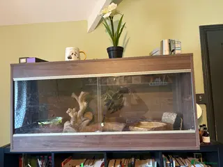 Corn Snake reptiles Corn snake for sale in Wotton-under-Edge - Advert 2