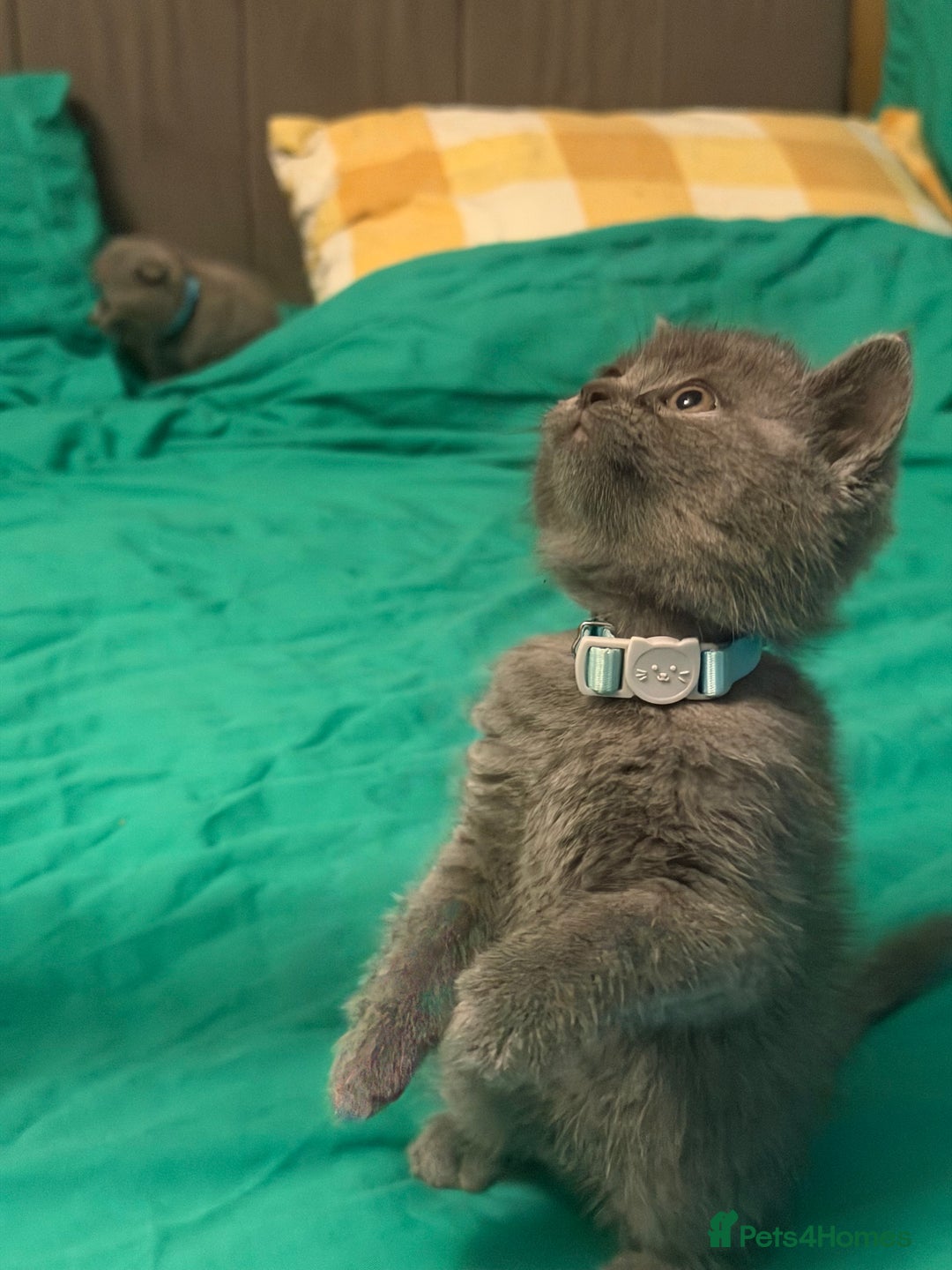 Scottish Fold cats for sale: Scottish fold kittens - Advert 31