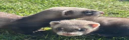 Ferret rodents for sale: Gorgeous chunky baby ferrets  - Advert 4