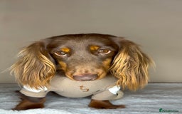 Miniature Dachshund dogs for sale: 🐾 Miniature Dachshund Puppies 🐾 - Image 4