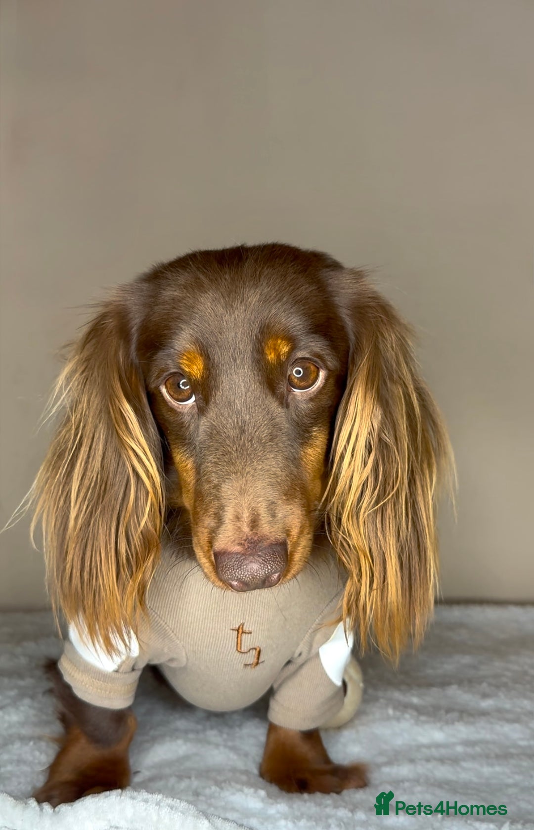 Miniature Dachshund dogs for sale: 🐾 Miniature Dachshund Puppies 🐾 - Image 4