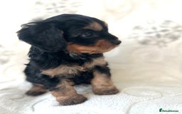 Cavapoo dogs for sale: ⭐️ Black & Tan Female Toy Cavapoo ⭐️ - Image 28