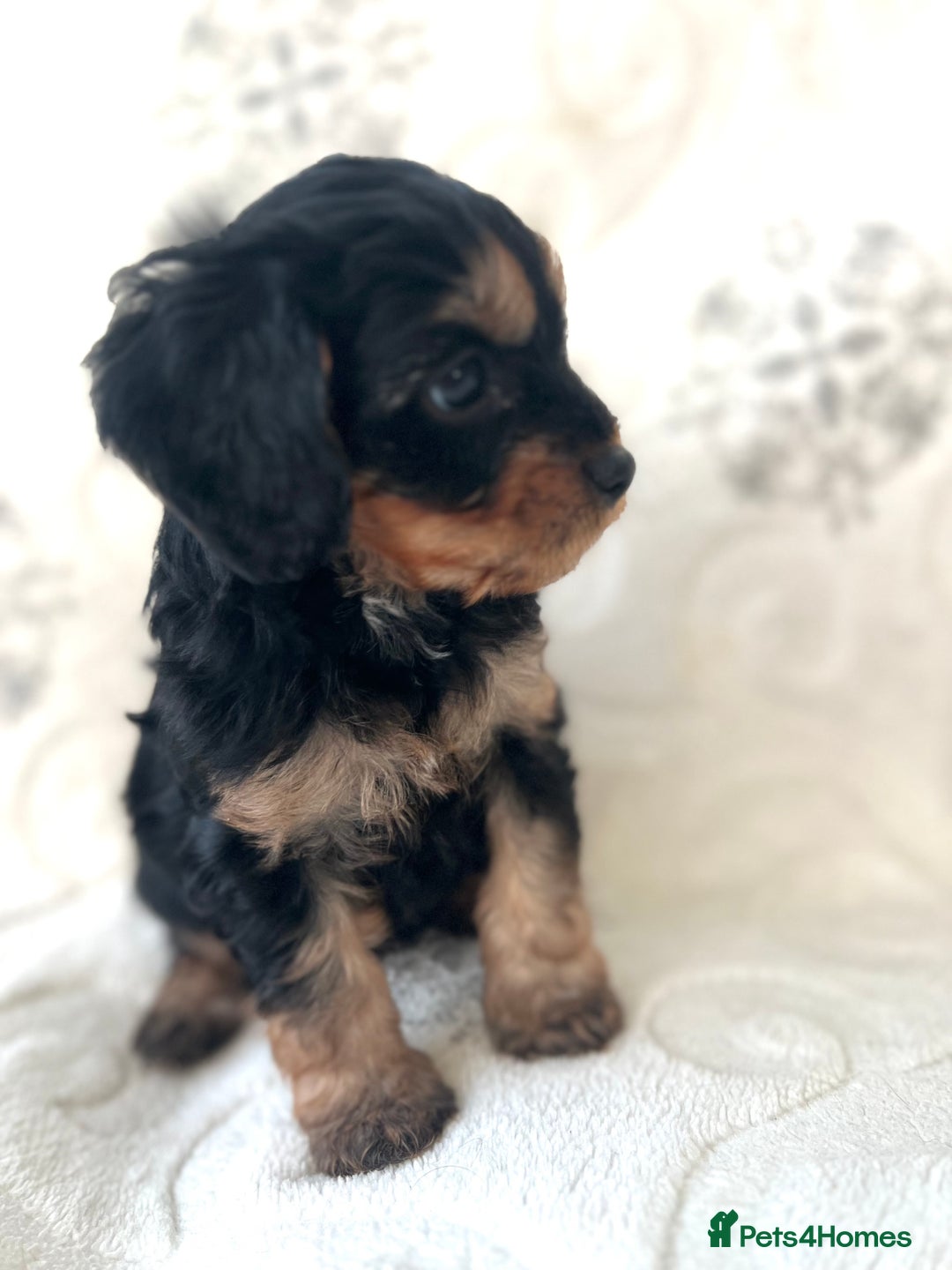 Cavapoo dogs for sale: ⭐️ Black & Tan Female Toy Cavapoo ⭐️ - Image 28