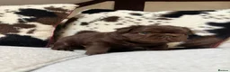 French Bulldog dogs for sale: 3 KC Registered Fluffy  **  French bulldogs - Advert 7