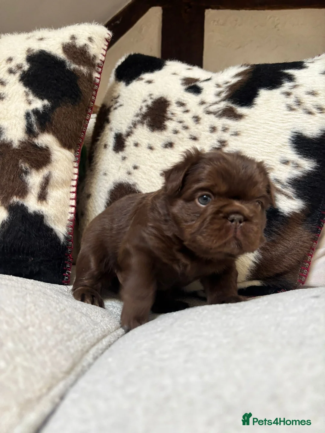 French Bulldog dogs for sale: 3 KC Registered Fluffy  **  French bulldogs - Advert 7