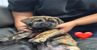 Cane Corso dogs - Advert 7