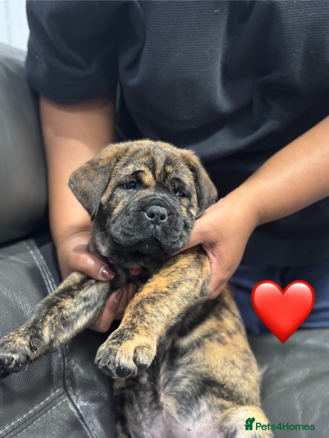 Cane Corso dogs for sale: Chunky Cane Corso Cross Pups – Ready Next Week! - Image 3