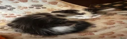 Mixed Breed cats for sale: Stunning kittens ready now - Advert 6