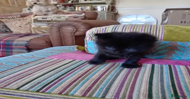 Mixed Breed cats - Advert 4