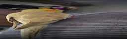 Cockatiels birds for sale: Hand tamed cockatiel with cage  - Advert 4
