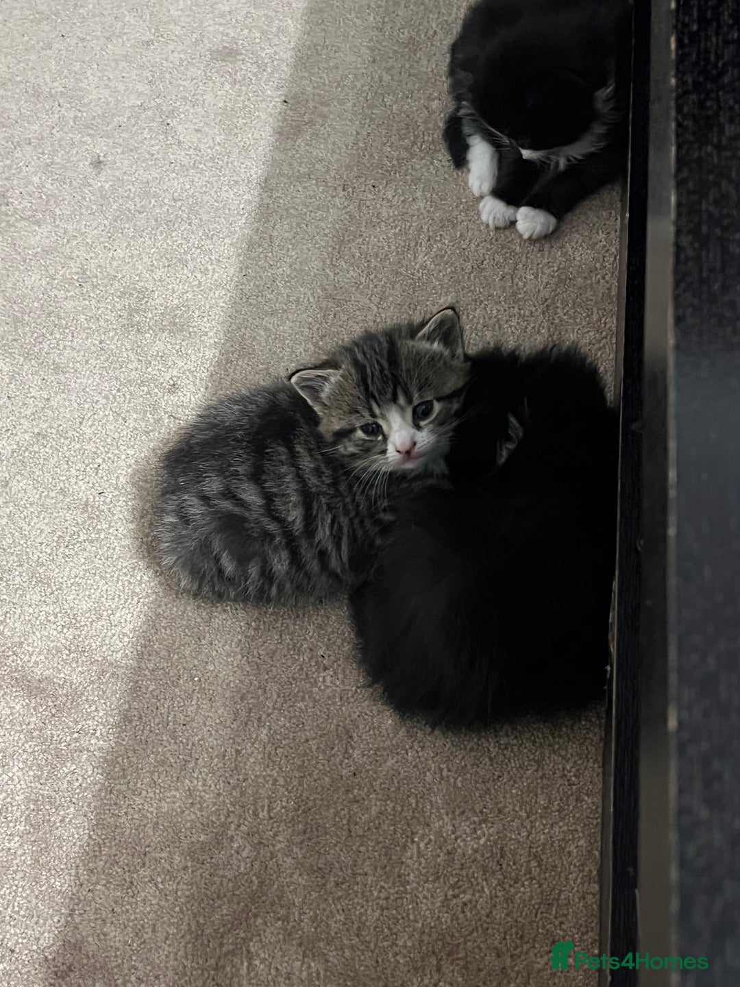 British Shorthair cats for sale: Gorgeous british shorthair kittens for sale 🐈 - Advert 4