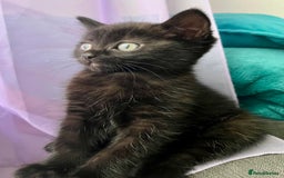 British Shorthair cats for sale: Male,Female  - Image 8