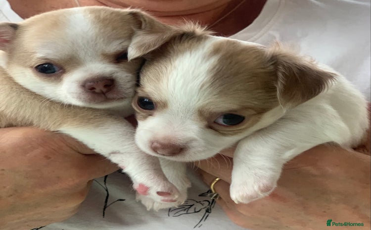 Chihuahua dogs - Advert 15