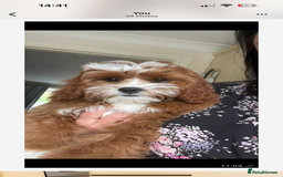 Cavapoo dogs for sale: Cavapoo F1b fully health tested  - Image 5