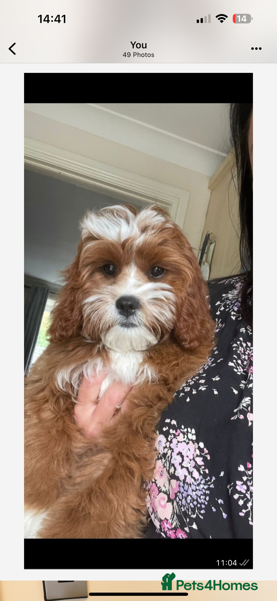 Cavapoo dogs for sale: Cavapoo F1b fully health tested  - Image 5