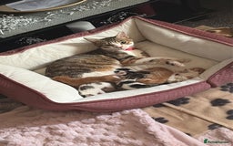 Mixed Breed cats for sale: Kittens  - Image 5