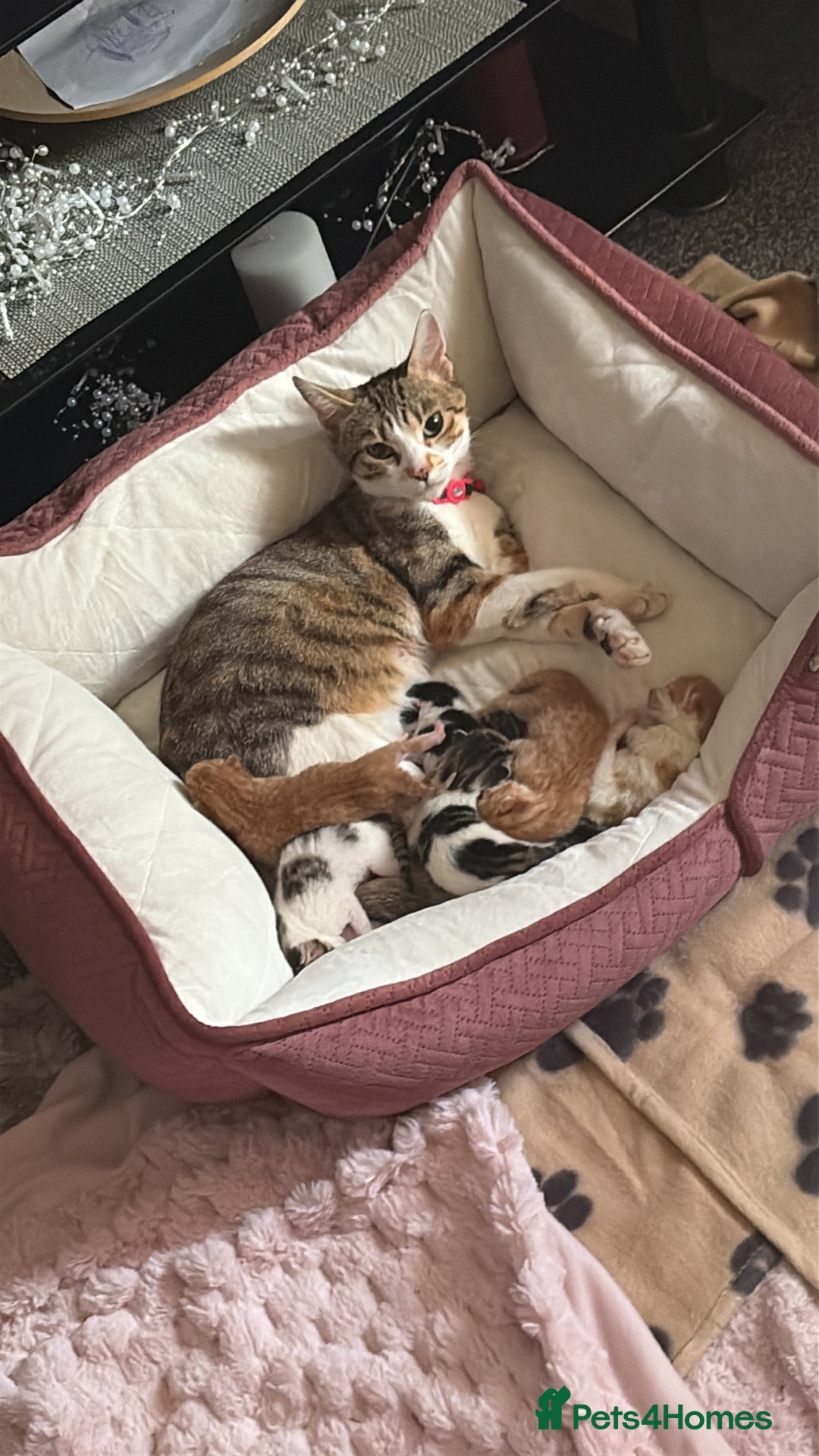 Mixed Breed cats for sale: Kittens  - Image 5