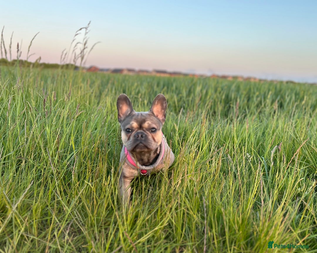 French Bulldog dogs for sale: French bulldog  - Image 3