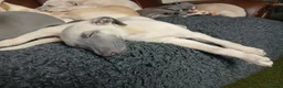 Whippet dogs for sale: High Quality Whippet pups Crufts - Advert 14