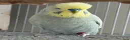Budgerigars birds for sale: Budgies - Advert 10