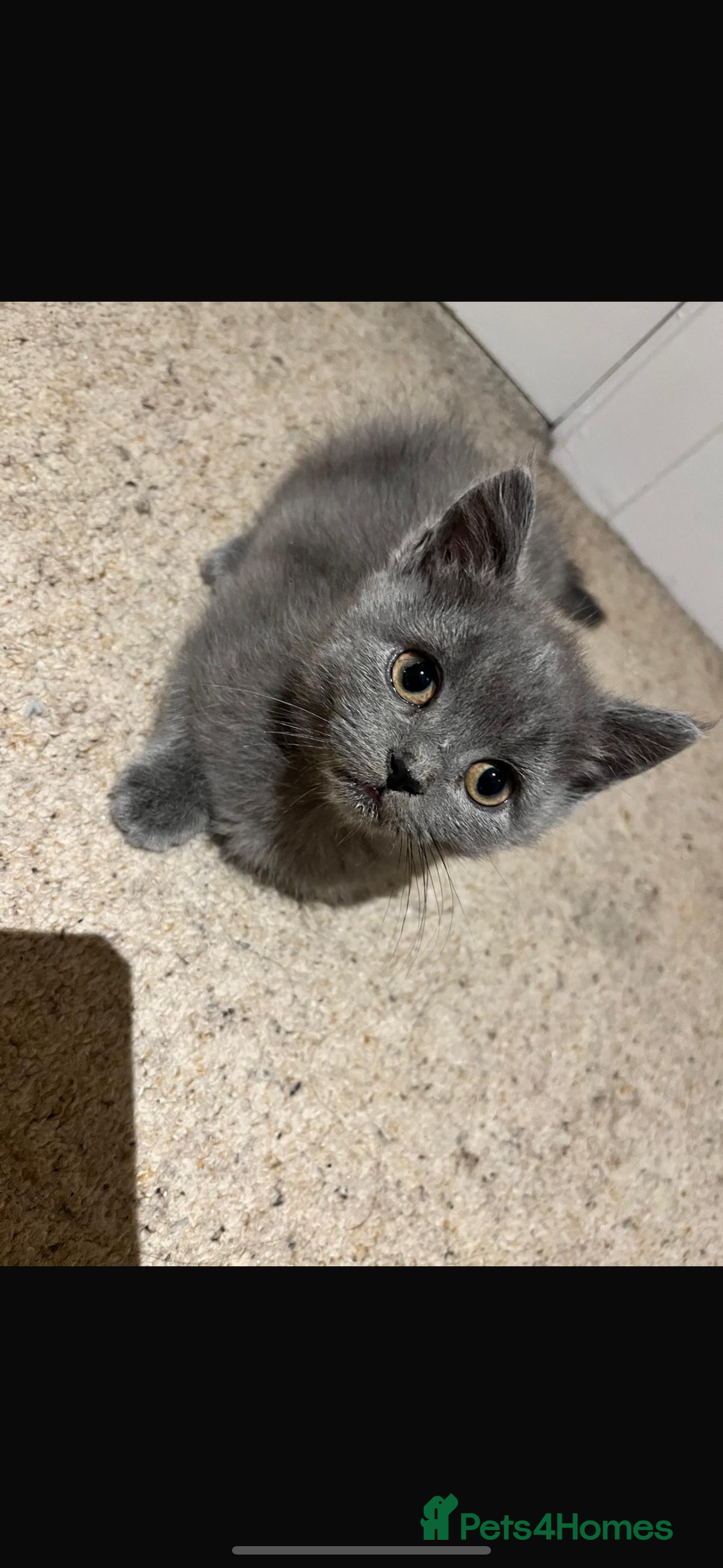 Mixed Breed cats for sale: Persian x Russian blue & British shorthair - Image 21
