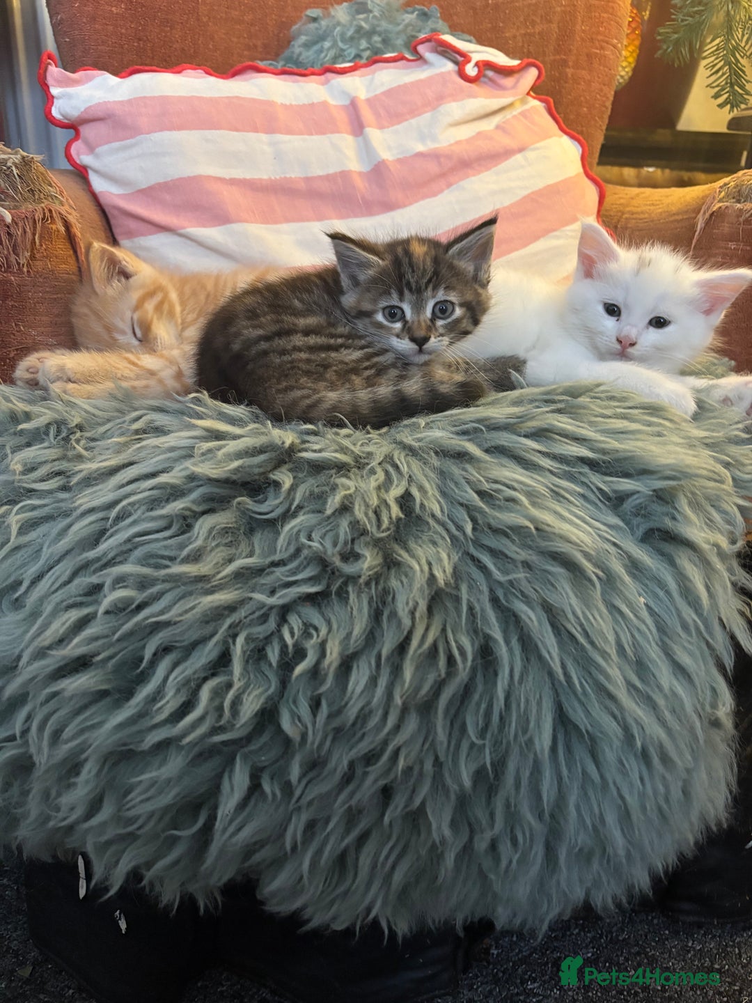 Norwegian Forest Cat cats for sale: Norwegian Forest Cat Kittens  - Advert 13