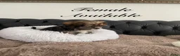 Shorkie dogs for sale: Shorkies Full vaccine £950 ready now - Advert 11