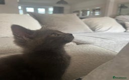 Russian Blue cats for sale: Russian blue boy cross bengal grey - Image 14
