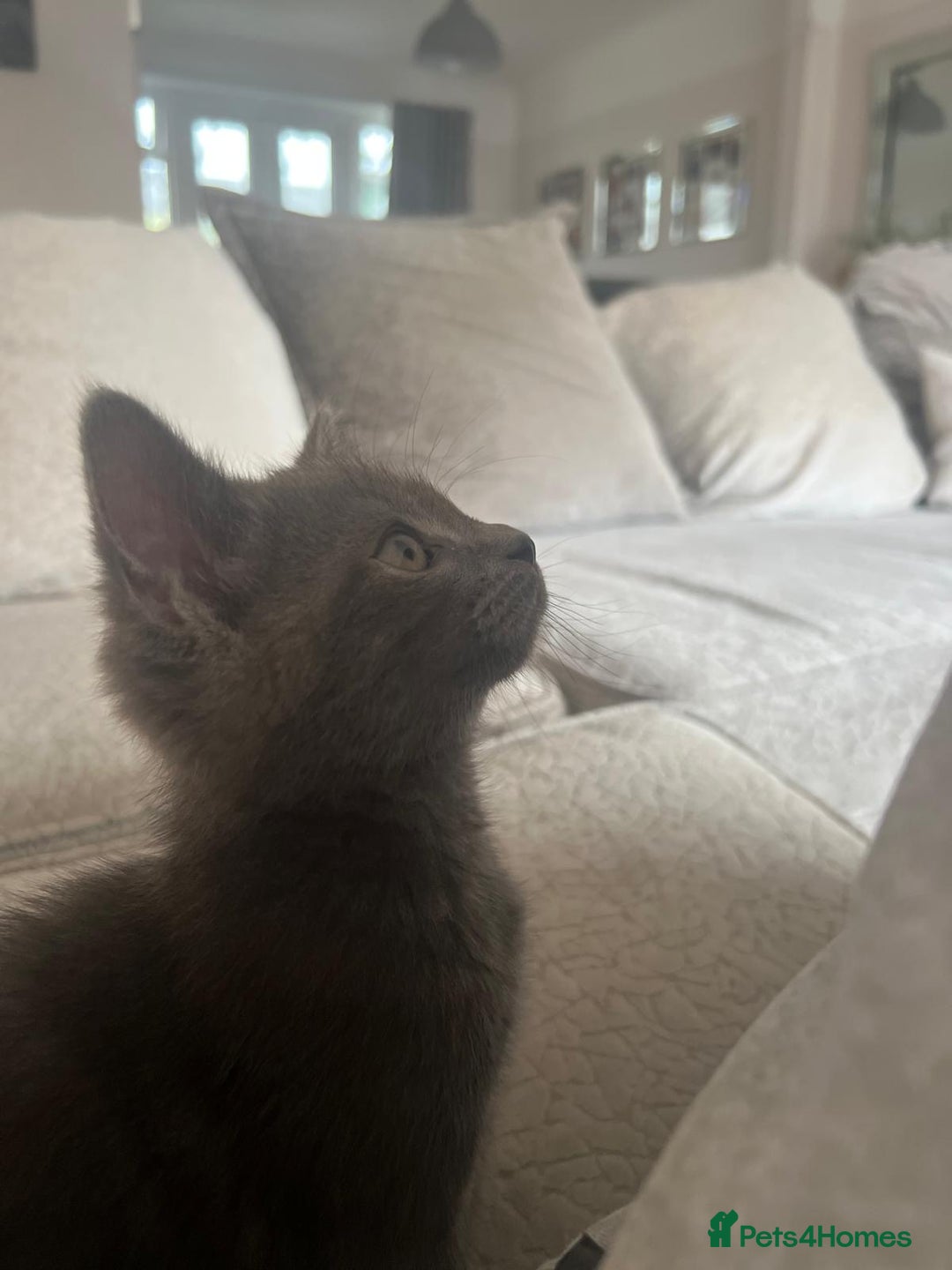 Russian Blue cats for sale: Russian blue boy cross bengal grey - Image 14