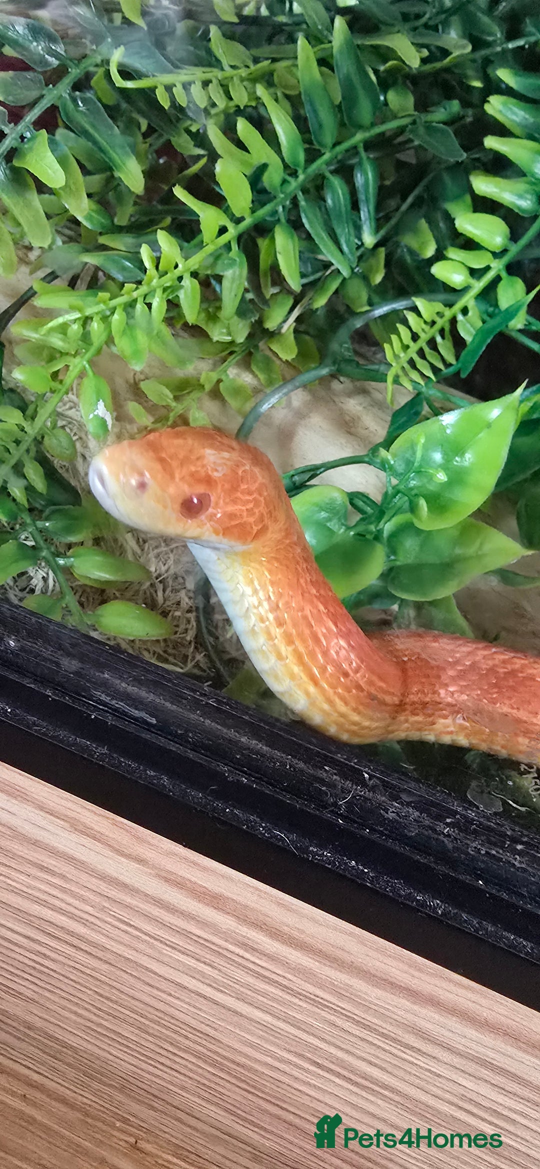 Corn Snake reptiles for sale: Baby Corn Snake For sale  - Advert 1