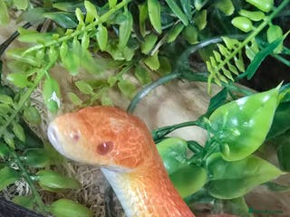 Corn Snake reptiles Baby Corn Snake For sale - Advert 1