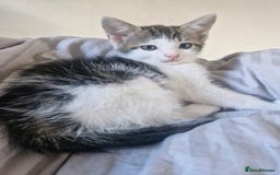 Mixed Breed cats for sale: 🐾 Rory & Charlie – Bengal Mix Boys 🐾 - Image 7
