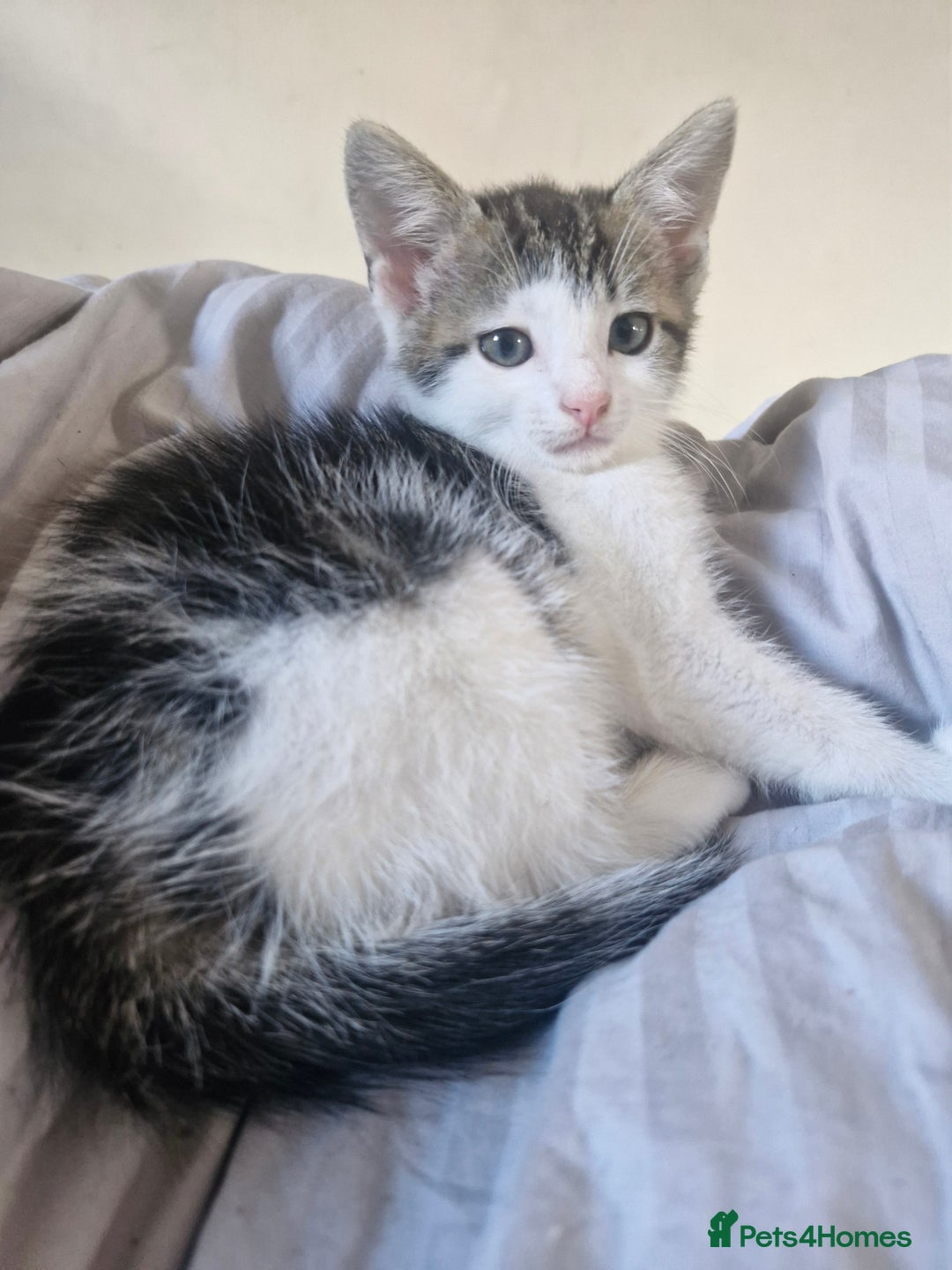 Mixed Breed cats for sale: 🐾 Rory & Charlie – Bengal Mix Boys 🐾 - Image 7
