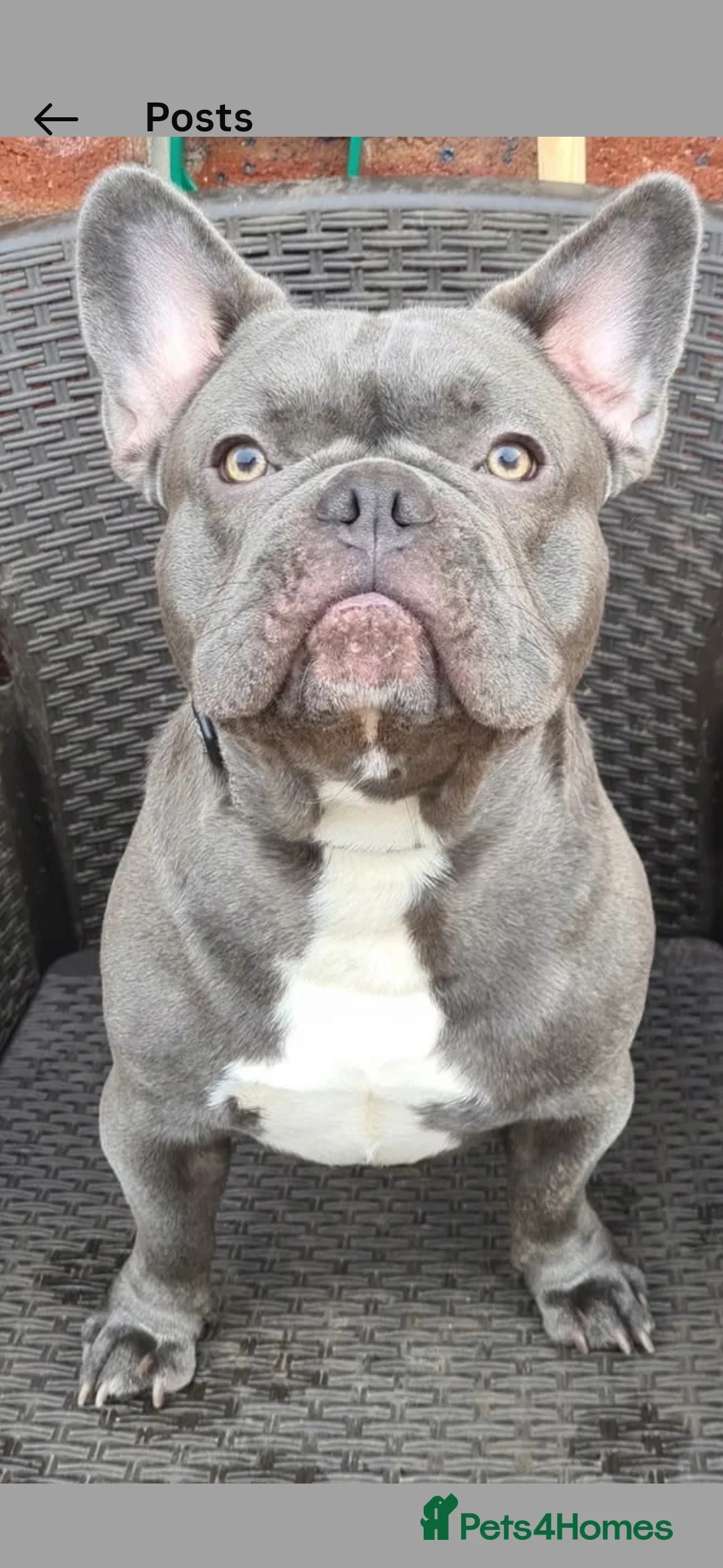 French Bulldog dogs for sale: Male and female french bulldogs - Advert 2