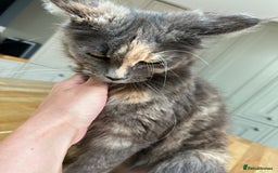 Maine Coon cats for sale: Mainecoon Female - Queen - Image 3