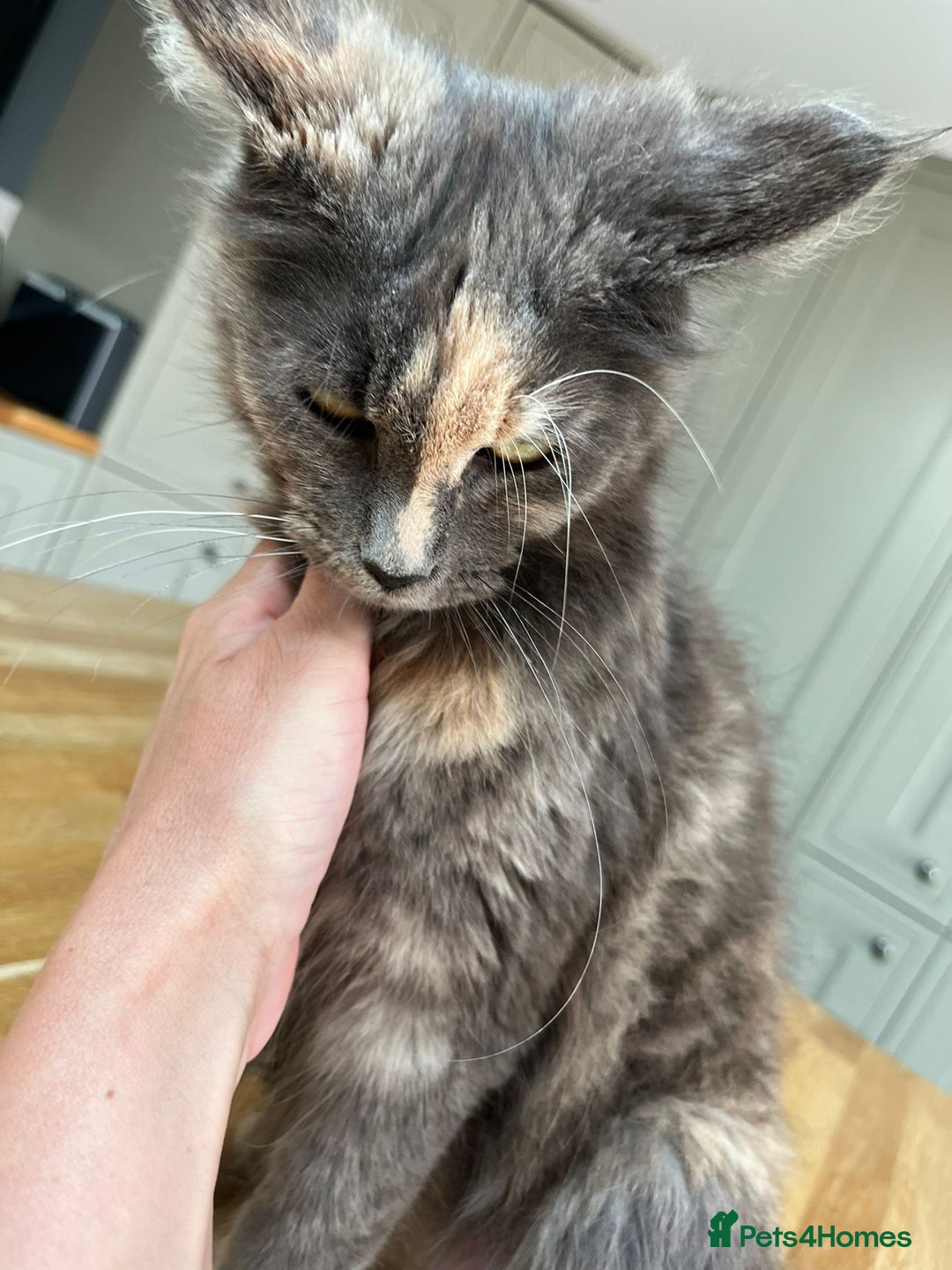 Maine Coon cats for sale: Mainecoon Female - Queen - Image 3