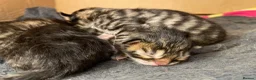 Maine Coon cats for sale: Tufty ears and big paws  - Advert 17