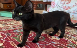 Domestic Shorthair cats for sale: Beautiful affectionate young black cat - Image 2