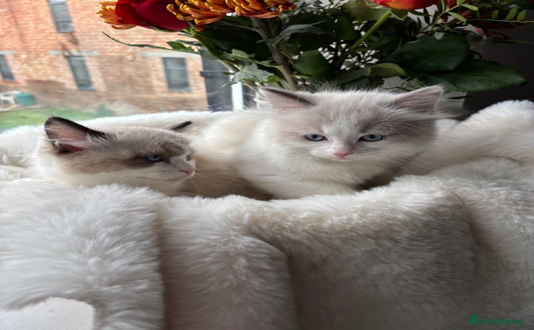 Ragdoll cats Beautiful two GCCF kittens. Blue Bicolour Ragdolls - Advert 2