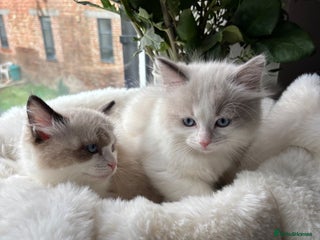 Ragdoll cats Beautiful two GCCF kittens. Blue Bicolour Ragdolls - Advert 18