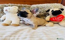French Bulldog dogs for sale: 🏆KC registered, Standard French Bulldog Puppies🏆 - Image 16
