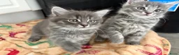 Domestic Shorthair cats for sale: Kittens  in Nottingham - Advert 6